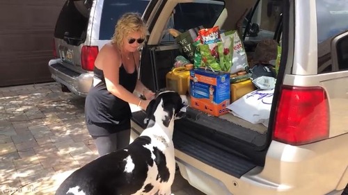 荷物運びを手伝ってくれるグレートデーン01