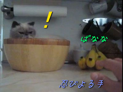バナナをとられたくない猫
