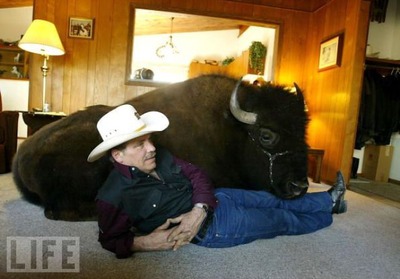 バッファロー14