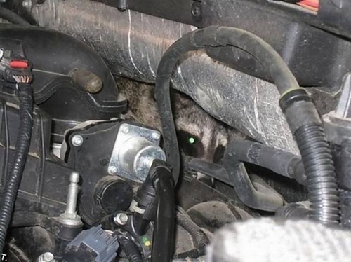 車の中にいる動物04