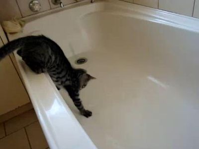 お風呂の水を飲もうと挑戦するも失敗する猫