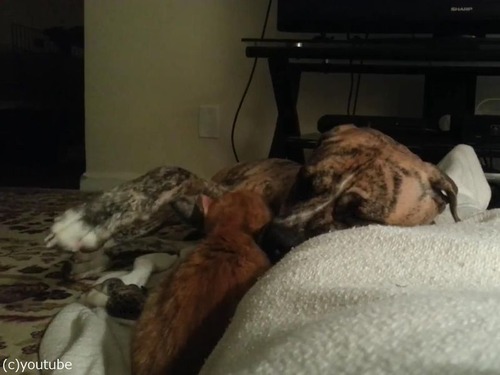 犬と猫が出会って2週間後02