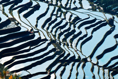 絵画みたいな中国の田んぼ02