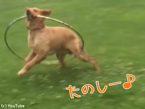 フラフープわんこ00