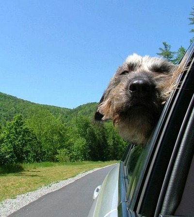 車の風と犬12
