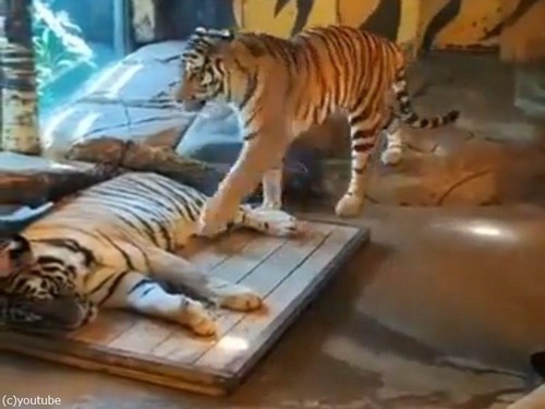 虎の寝るサイド