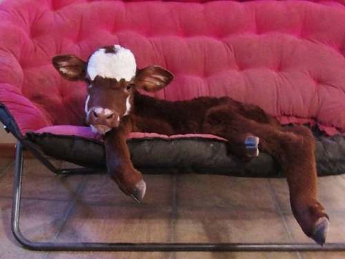 自分を犬だと思っている牛00