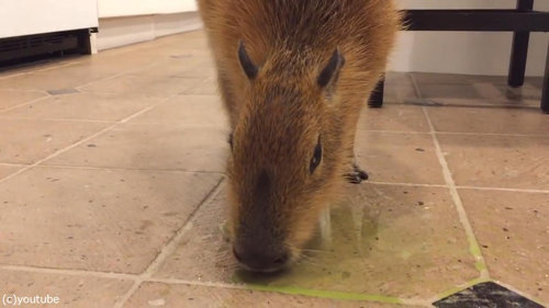 セロリをおいしそうに食べるカピバラ07