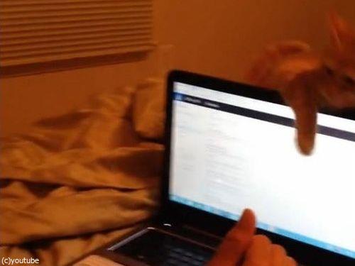 ノートパソコンと子猫05