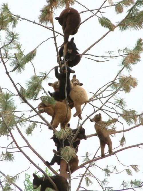 想像以上にかわいい 木登りするクマたちの驚くべき姿 らばq 想像以上にかわいい 木登りするクマたちの驚くべき姿 らばq