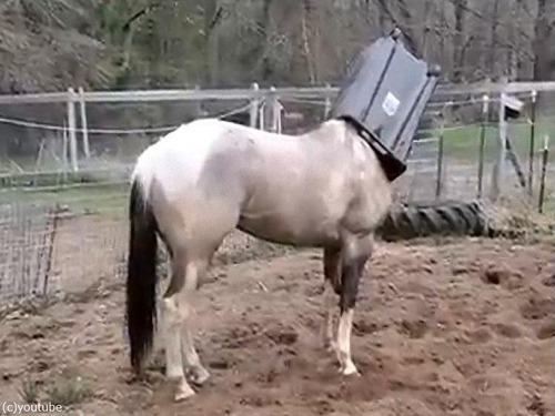 馬、ゴミ箱に頭がハマる