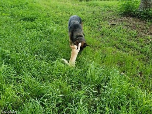 �礭���ϰ㤨�ɡĻ�ǭ�����ɤ��Υ����ѡ���03