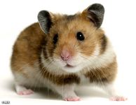 よく寝る動物05-1