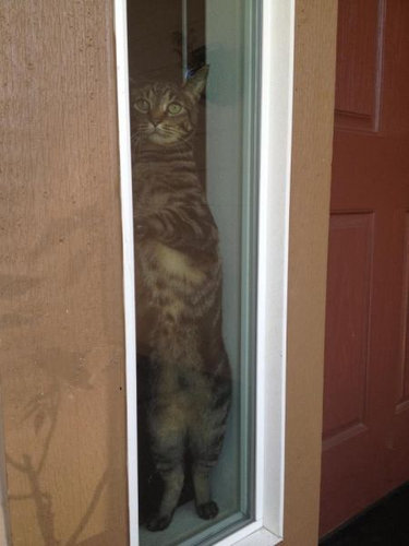 10二足立ち(直立)する動物