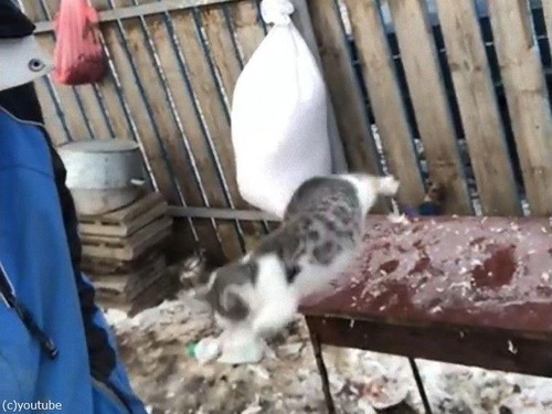 �����礵��θ���ķ�Ӿ�����Ȥ���ǭ03