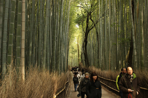 嵐山の竹林02