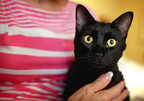 スーツケース猫02