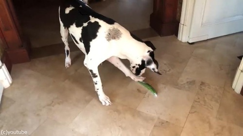 荷物運びを手伝ってくれるグレートデーン03