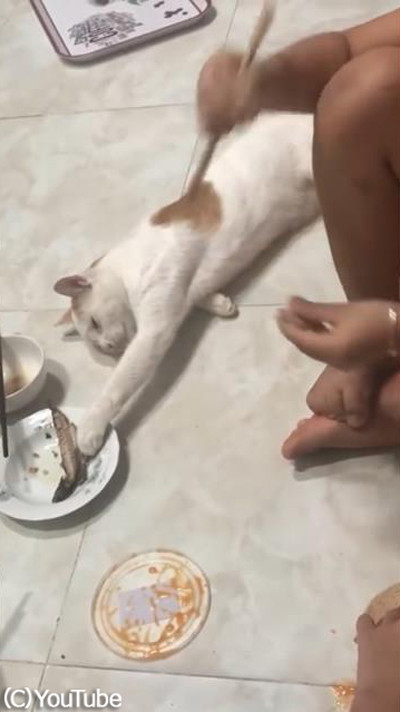 寝たふりをして大好物をゲットする猫03