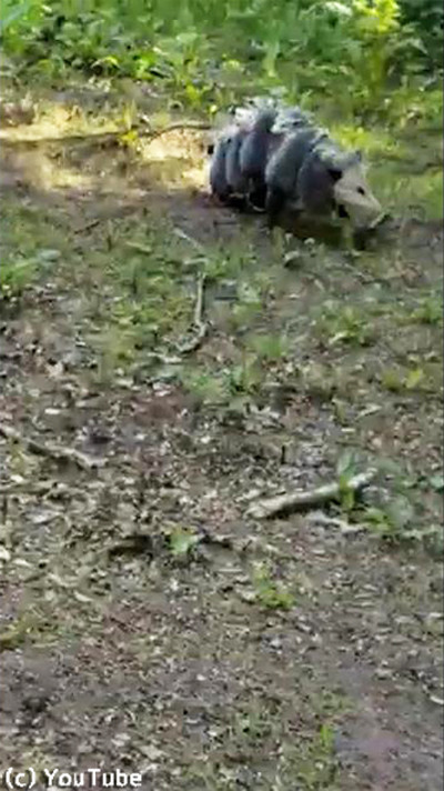 ���ݥå���ΥޥޤäƤ���ʤ��ϻ����ʤ����02