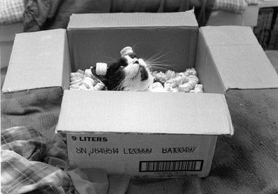 狭い所に入りたがる猫05