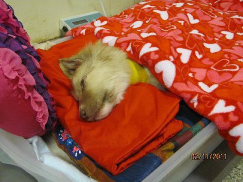 子犬を拾った03