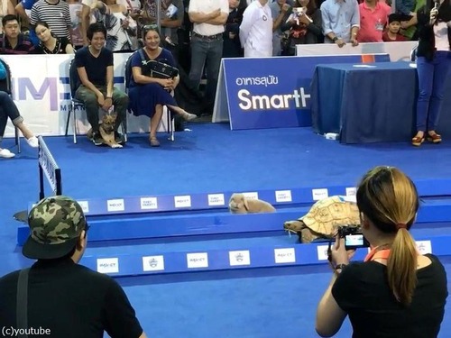 ウサギとカメの話は本当だった02