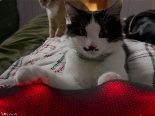 「うちの猫はフットマッサージャーで足のマッサージをするのが好き…」（動画）