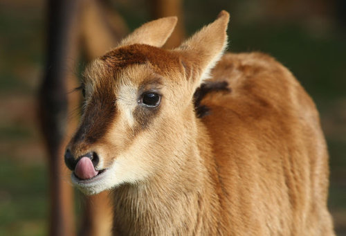 動物の赤ちゃん02