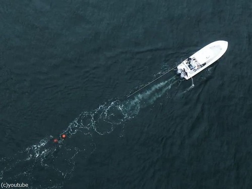 カナダに5mの巨大ザメ「海の女王」02