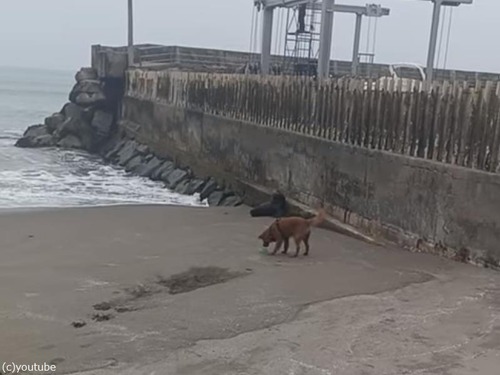 アシカに驚く犬