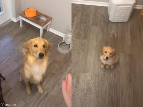 子犬と成犬の経験の違い…エサを放り投げたとき編（動画）