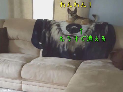 ソファの上の犬が消える00