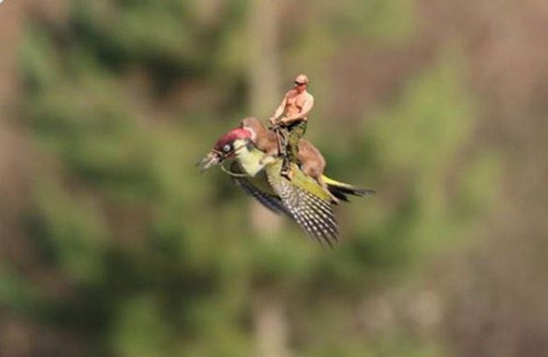 オゴジョとアオゲラ10