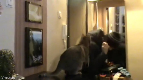 背中に乗ってくる猫01