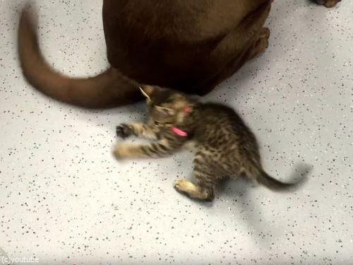 犬のしっぽで遊ぶ子猫03