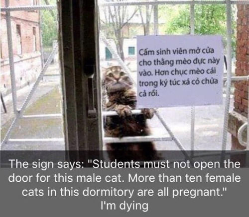 このオス猫を入れてやってはいけない01