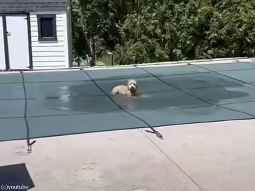 犬が水にハマって困ってると思ったら…めちゃくちゃ楽しんでいた（動画）