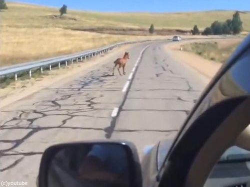 ガードレールを超えられない仔馬01