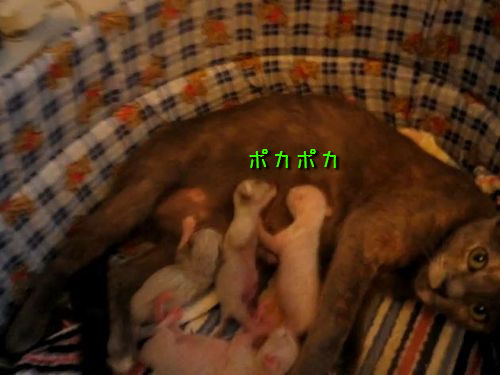 子猫ボクシング