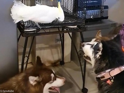 自分を犬だと思っているオウム00