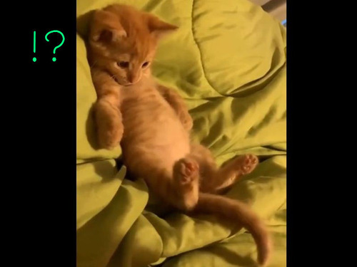 好奇心旺盛な子猫が…自分のしっぽに驚く