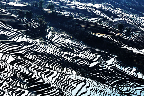 絵画みたいな中国の田んぼ01