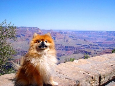 絶景を見下ろす犬05