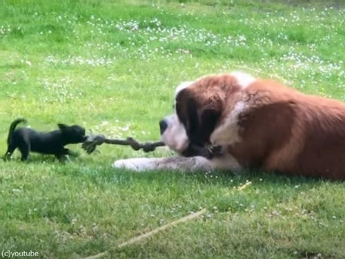 とても大きな犬ととても小さな犬が綱引き