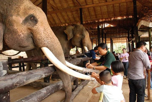 タイのゾウの日04