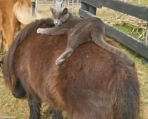 ǭ���ݥˡ��ˤޤ�����01