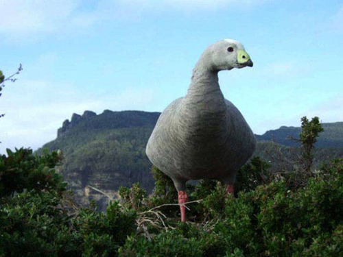 Ƭ������15