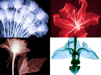 花のレントゲン00