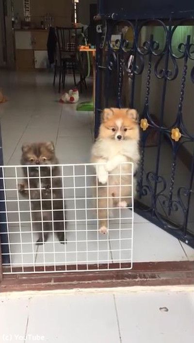 �����Ĥ�������Ƥ�Ȼפ�����Ǥ�ݥᤫ�襤��01